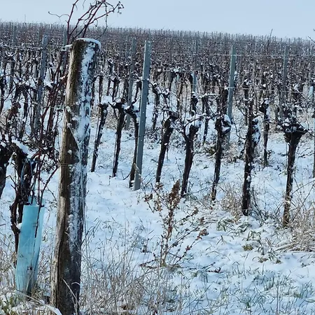 Tatil Evi Refugium *